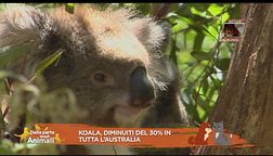 Notizia animali dal mondo